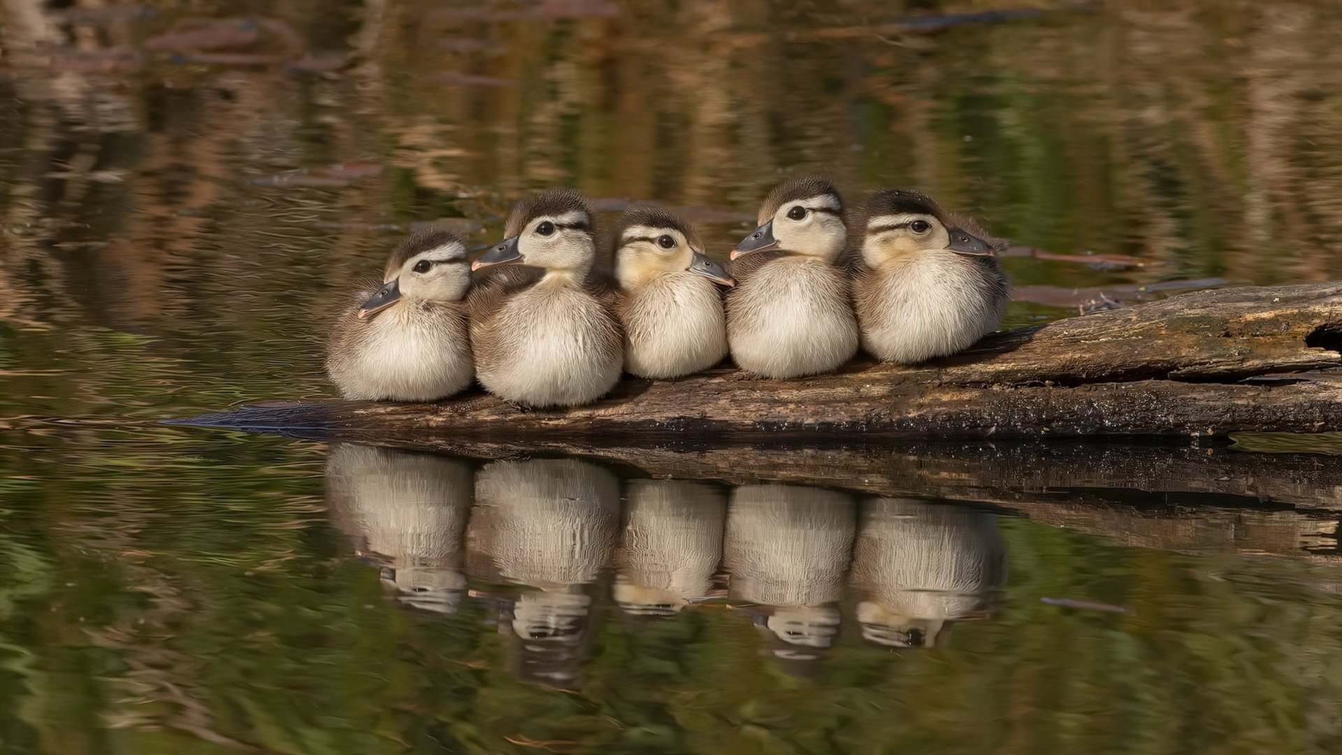 法甲青春崛起:新人新战术,新高潮!